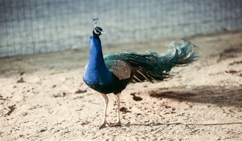 Is peacock worth it. Things To Know About Is peacock worth it. 